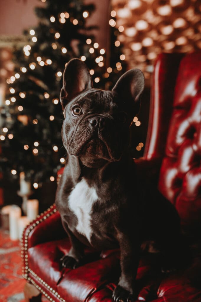 Dash, the studio French Bulldog at Helios Boudoir Photography, sitting on a red leather chair with a Christmas tree glowing in the background.